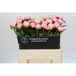 Peonia Hol. Pillow Talk 60cm "AAA" Rs.
