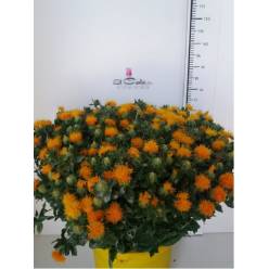 Carthamus Nac. 80cm