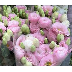 Lisiantus Italia Corelli Ligth Pink 70cm