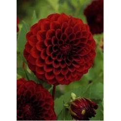 Dalia Hol. Black Fox 60cm "CC60"