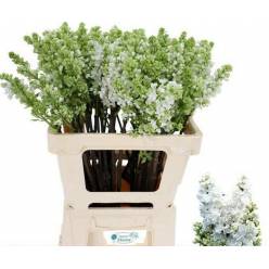Lilas Madame Stepman Blanca 80cm 2bl