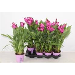 P. Curcuma Al Siam Splash 15/65cm x6 4F