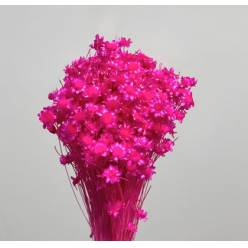 Glixia Seca Fucsia 45cm 50g