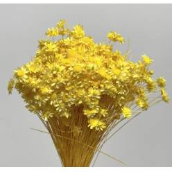 Glixia Seca Amarillo 45cm 50g
