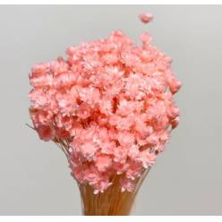Glixia Seca Rosa Claro 45cm 50g