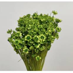 Glixia Seca Verde 45cm 50g