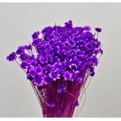 Glixia Seca Violeta 45cm 50g