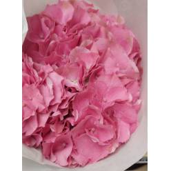 Hortensia Hol. Roy. Palace 50cm �16/18 (7 Dias - 2�)