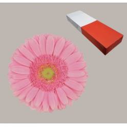 Gerbera Hol. Glossy Rs. "T25" (7 Dias - 2)