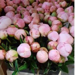 Peonia Hol. Albert Crousse 60cm "AAA" Rs