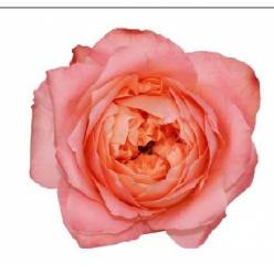 Rosa Ecu. Dragonfly 50cm