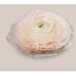 Ranunculos Ecu. Favola 45cm Rs.