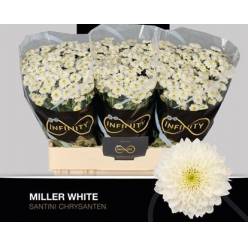 Santini Miller White 1100gr "T25" Bl.