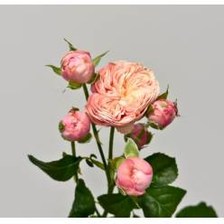 Ramificada Royal Blush 50cm 35gr "Premium"