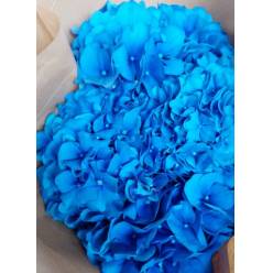 Hortensia Hol. Pimpernel 65cm 20/22 Azul