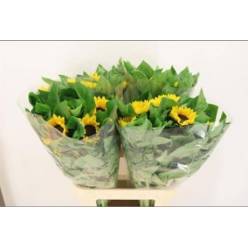 Girasol Hol. Vincents Choice 90cm