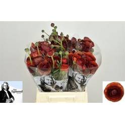 Ranunculos Hol Elegance Chocolat 45cm
