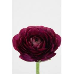 Ranunculos Hol. El Violet 45cm 35gr