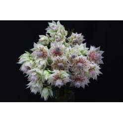 Safari Ayoba Bridal Star 50cm