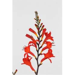 Crocosmia Hol. Lucifer 80cm