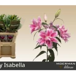 Oriental Hol. Rs. Doble Rl. Isabella 90cm 3/4 fl.