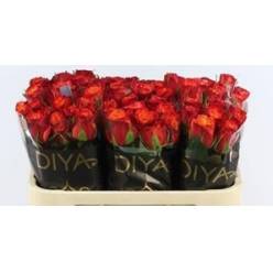 Rosa Hol. Touchee 70cm