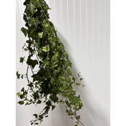 Hiedra Mini Pittsburgh (Verde) 80/100cm "T50"