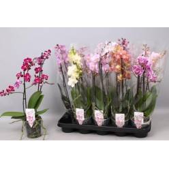 P. Phalaenopsis Mf Mixta 8Kl 12/50cm   2T x12
