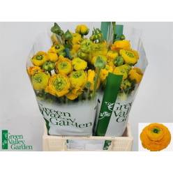 Ranunculos Hol. Aazur Yellow 45cm 35gr