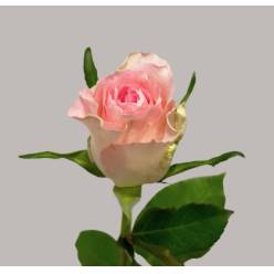 Rosa Hol. Bisou 50cm Rs. (7 Dias - 2�)