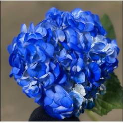 Hortensia Select Tint. Azul 60cm �15/16 (7 Dias - 2�)