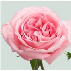Rosa Ecu. Pink O'hara 60cm (7 dias-2)