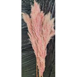 Cortaderia Hol. Tintado Pink 120cm "T5"