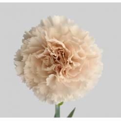 Clavel Nac. 70cm Brut