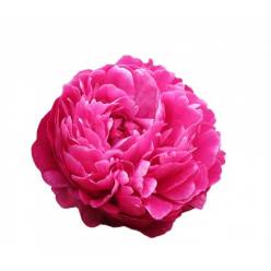 Peonia Hol. Avis Varner 60cm Fuc.