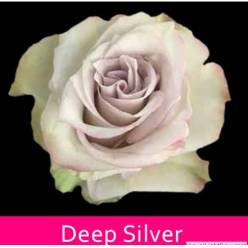 Rosa Col. Deep Silver 60cm