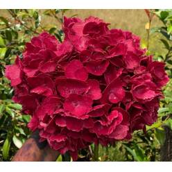 Hortensia Premium Tint. Lila 60cm 17/18