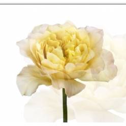 Rosa Ecu. Golden Dragonfly 60cm