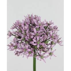 Allium Pink Jewel 75cm