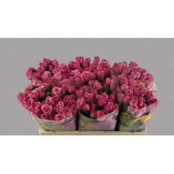 Ramificada Pink Boom 35cm