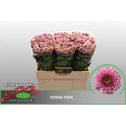 Santini Doria Pink 1250gr "T25" Rs.