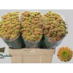 Santini Jeanny Peach 1100gr "T25" Sal.