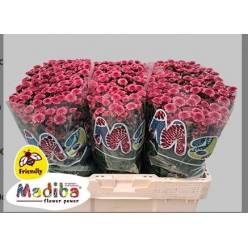 Santini Mad. Cherry Tyolo 1300gr "T25" Cer.