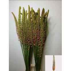 Eremurus Hol. Flamengo 90cm (25cm flor) Sal.