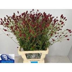 Sanguisorba Officinalis Boavista 70cm "T25"