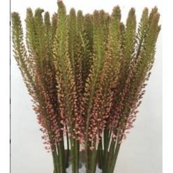Eremurus Hol. Macarena 120cm (30cm flor) Rs.