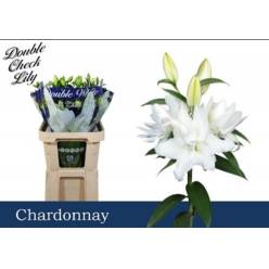 Oriental Hol. Bl. Doble Chardonnay 85cm 3 fl.