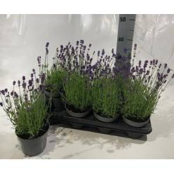 P. Lavanda An Hidcote 13/30cm "CC8"