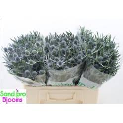 Eryngium Hol. Blue Lagoon 50cm