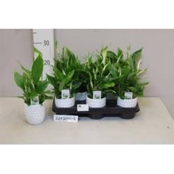 P. Spathyfilium Chopin 9/30cm 4F "CC8" -maceta ceramica-